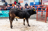 5 First Prize Limousin x Heifer